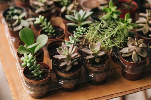 A high angle shot of plants in flower pots indoors