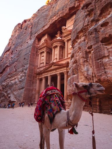 A vertical shot of a camel against the Treasury temple in Petra, Jordan