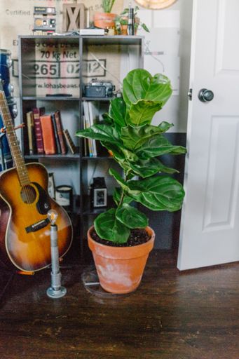 This is a plant that has been growing in my bedroom