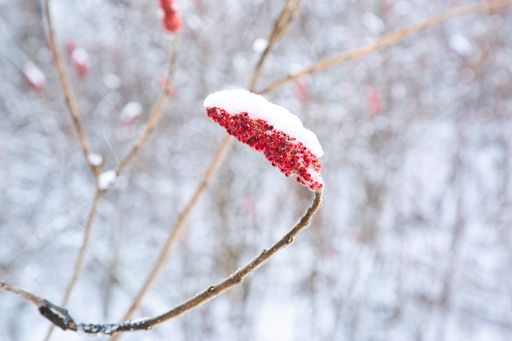 A selective focus shot of a beautiful plant with red flowers covered with snow on blurred background