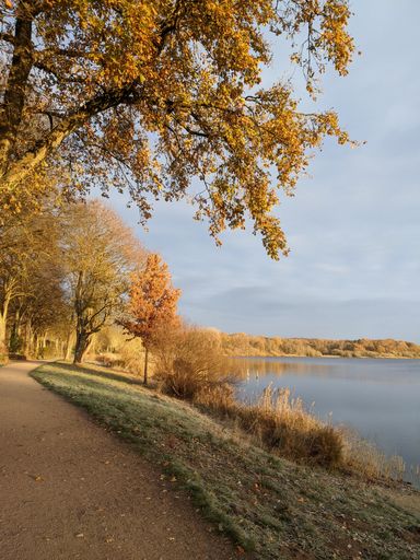 A lake surrounded by dense trees