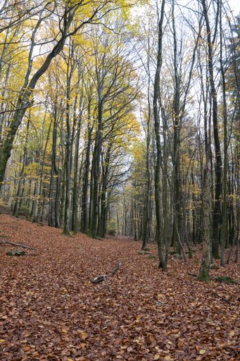 A forest with dense trees