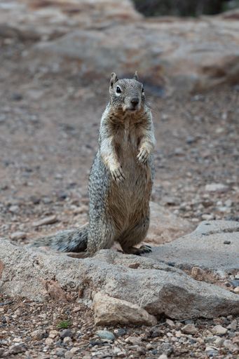 A gray squirrel on rock