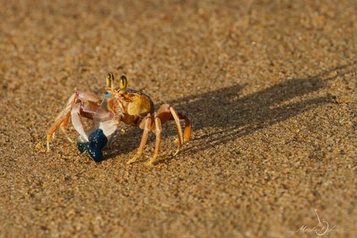 A Ocypode cursor on sandy beach, closeup shot