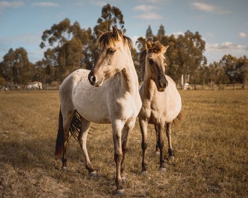 A closeup of white horses in a ranch covered in greenery on a sunny day in the countryside