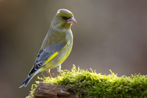 A selective focus shot of a canary standing on a wooden stick with an angry facial expression