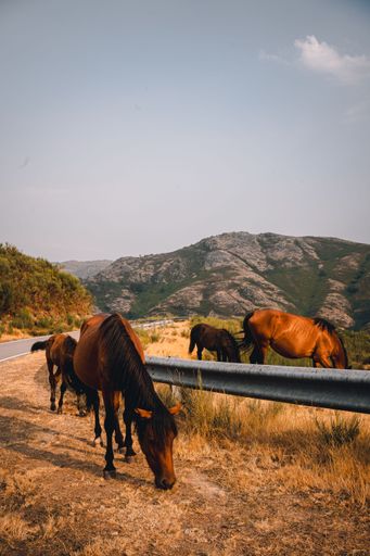 A vertical shot of a group of horses grazing on grass next to a road, with a hill in the background