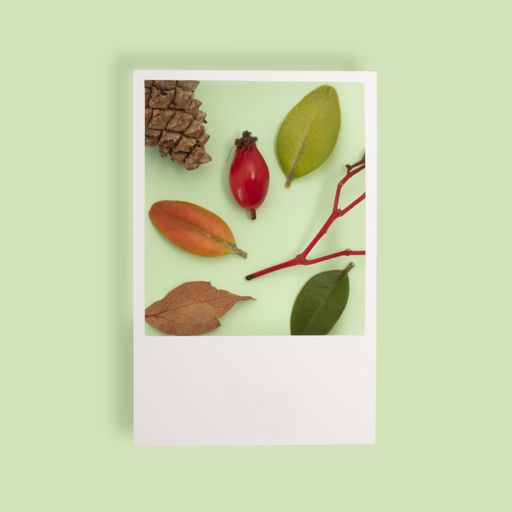 A flat lay of leaves, branch, and pinecone in a polaroid frame on a pastel green background