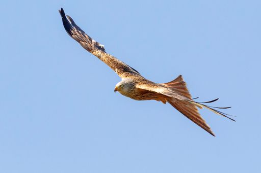 A closeup shot of a flying Red kite bird in the sky on a sunny day