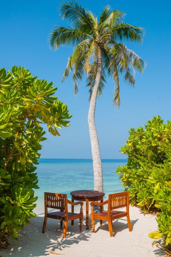 A beautiful view of palm trees growing on the beach at a resort by the ocean