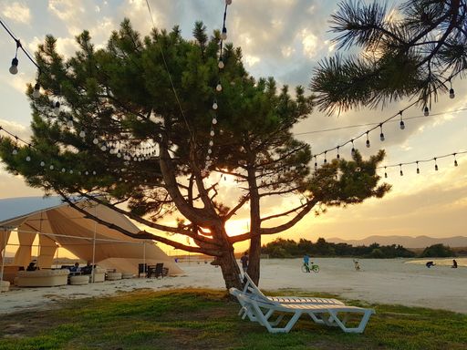 A tree on the beach surrounded by sand, tents, white lounge chairs and people