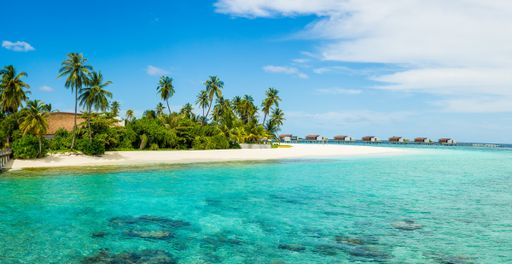 A beautiful view of coconut palm trees on a calm sea