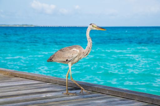 A closeup of a heron standing on a dock near the water on a sunny summer day