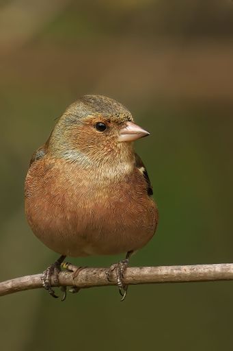 The chaffinch (Fringilla coelebs) perched on a branch