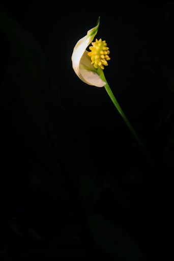 A vertical shot of a spathiphyllum wallisii flower isolated on a black background
