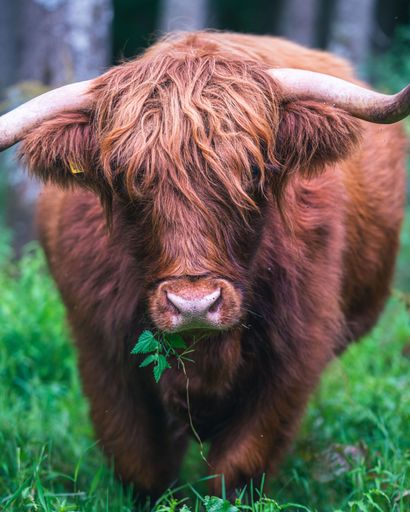 A vertical shot of a beautiful calf grazing on Scottish Highlands