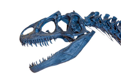 A dinosaur skeleton isolated on a white background