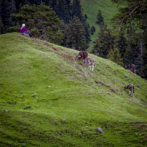 A woman sitting on a hill covered in greenery surrounded by grazing cows under the sunlight
