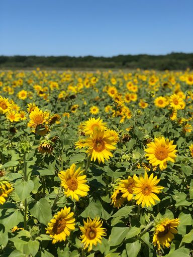 A beautiful shot of the sunflowers blooming in a field in bright sunlight with blur background