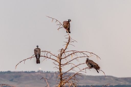 Three birds perch in a tree after the rain, as does the social pyramid, the most powerful pigeon on top without getting wet and the last one gets wet.