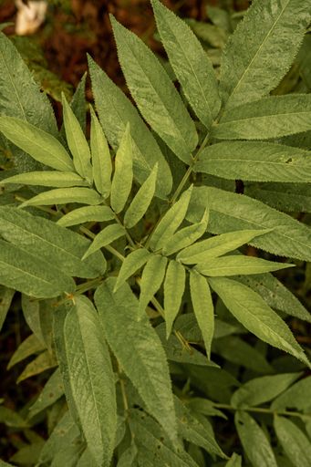 A close-up shot of a leaf of a plant with vibrant green coloration and contrasting black markings