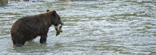 A grizzly eating salmon in the river in Alaska in autumn