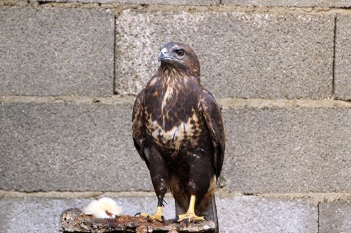 A closeup shot of a buzzard standing on a piece of wood against a stone wall