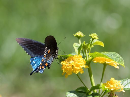 A selective focus shot of a Spicebush Swallowtail butterfly sitting on a flower