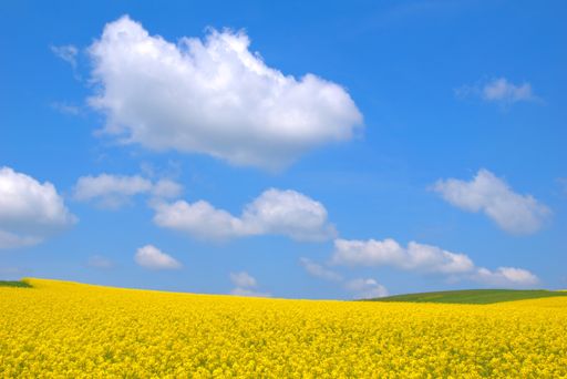 Blooming canola field. Rape on the field in summer. Bright Yellow rapeseed oil. Flowering rapeseed. with blue sky and clouds