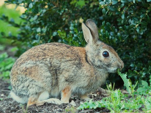 A selective focus shot of a cute rabbit in the park