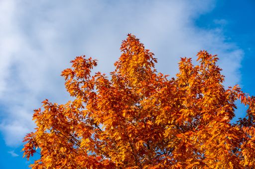 A low angle shot of an autumn tree under a cloudy sky