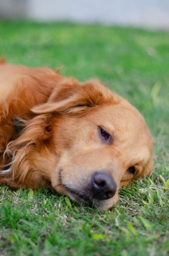 A closeup shot of an adorable golden retriever lying on a green grass
