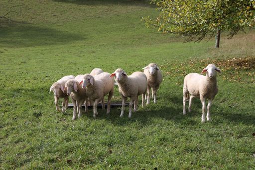 A herd of white sheep grazing on a fenced pasture