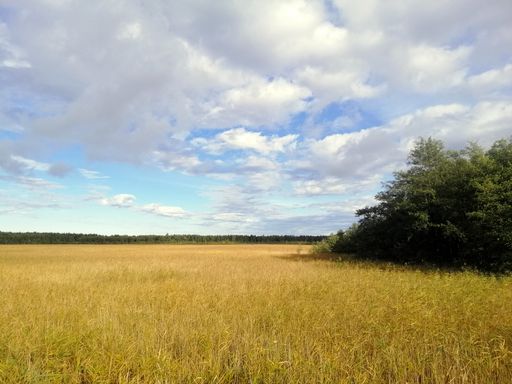 A beautiful wheat field under a cloudy sky in Wyspa Sobieszewska, Poland