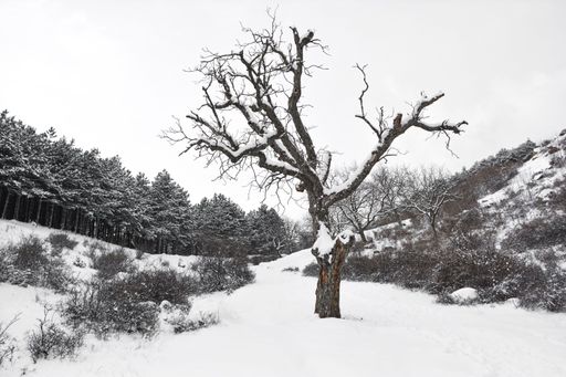 A barren winter scene of a dead tree standing alone in a snow-covered forest