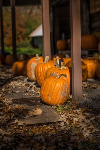 Many orange pumpkins on the ground in the garden. Halloween atmosphere
