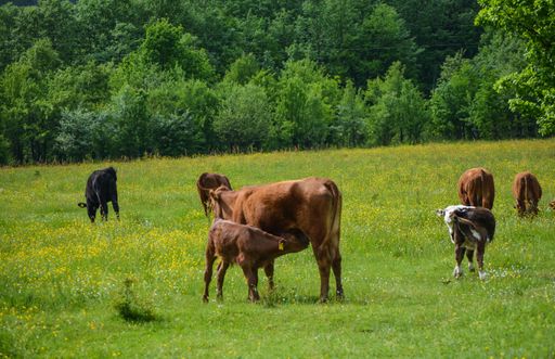 Brown cow and her little on the field in a sunny day