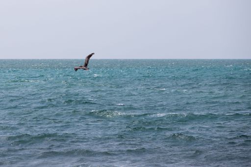 An aerial view of bird flying over sea