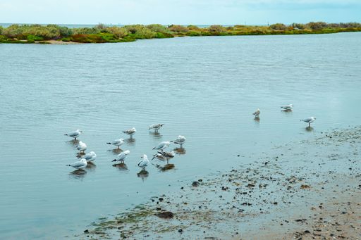 A high angle shot of seagulls wading on a beach at low tide in Australia
