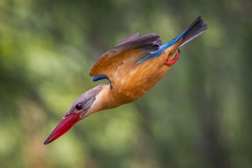A selective focus shot of an exotic kingfisher bird flying downward