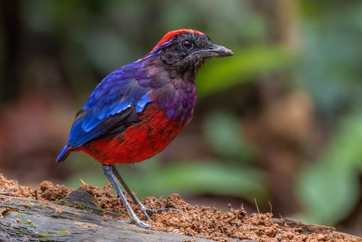 A selective focus shot of an exotic garnet pitta bird perched on a branch