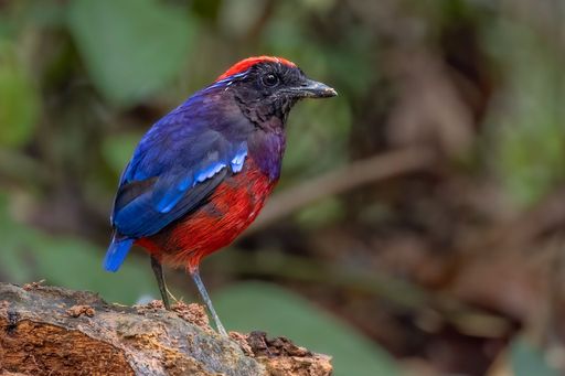 A selective focus shot of an exotic garnet pitta bird perched on a branch