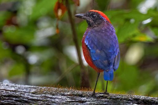 A selective focus shot of an exotic garnet pitta bird perched on a branch