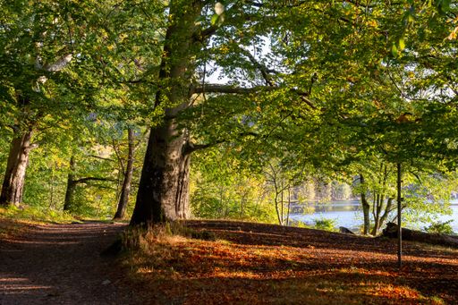Forest with tall green trees near the lake on a sunny day
