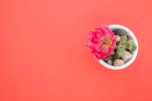 A top view of a pink carnation flower in a small flower pot, placed on a peach-colored surface, with space for text