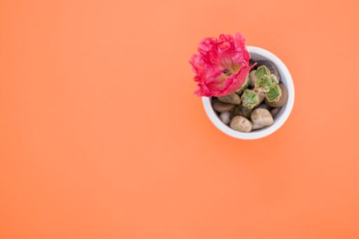 A top view of a pink carnation flower in a small flower pot, placed on an orange surface, with space for text