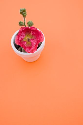 A vertical shot of a pink carnation flower in a small flower pot, placed on an orange surface, with space for text