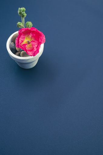 A vertical shot of a pink carnation flower in a small flower pot, placed on a blue surface, with space for text