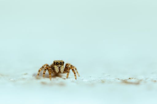 A macro shot of a jumping spider on a white background