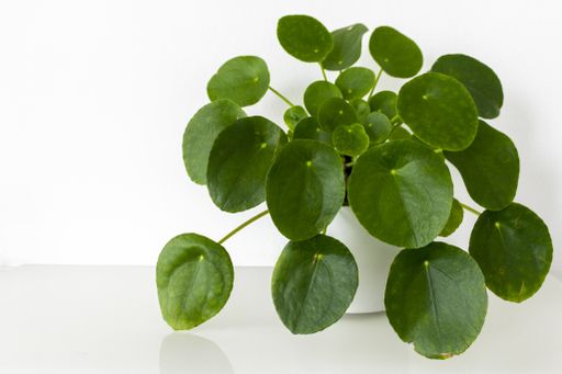 A pot of the Sageretia plant isolated on a white background